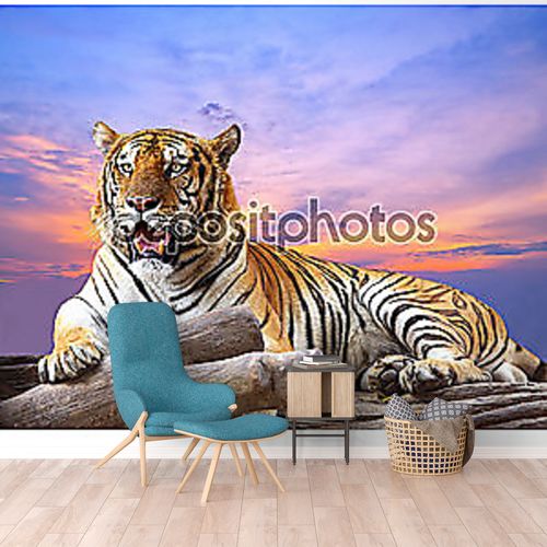 Тигр на скале на фоне заката