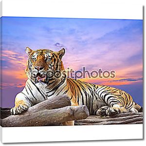 Тигр на скале на фоне заката