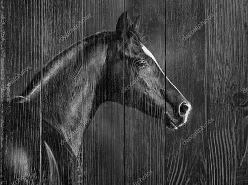 Портрет черной арабской лошади