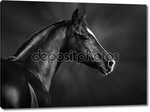 Портрет черной аравийской лошади