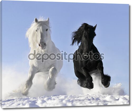 Белый и черный конь зимой