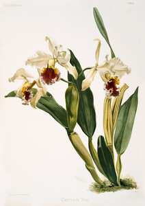 Из коллекции орхидей Райхенбахии III