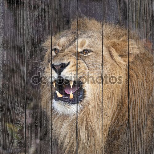молодой Азиатский лев показывает его огромные клыки, отдыхая в лесной тени. площади изображения. Царь зверей, большой кошкой в мире. наиболее опасные и могучий хищник мира.
