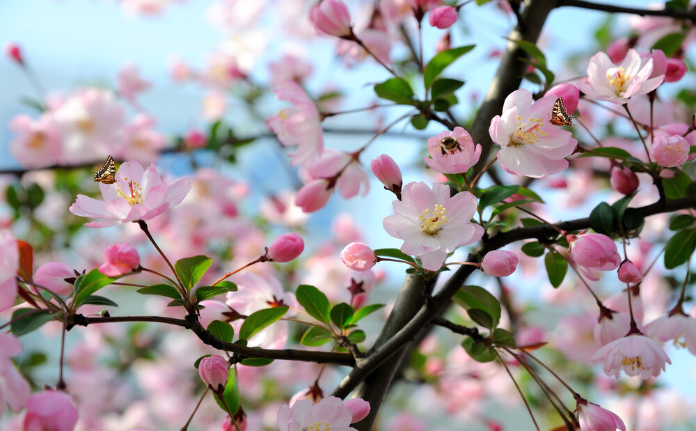 Фотообои Яблоня фото 7