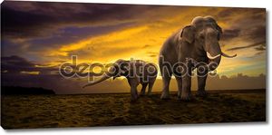 Семья слонов на фоне заката