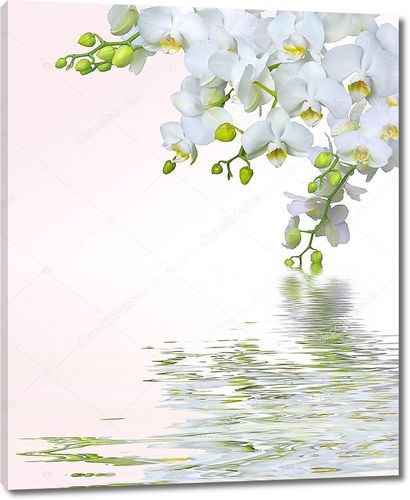 Красивый цветок орхидеи над водой