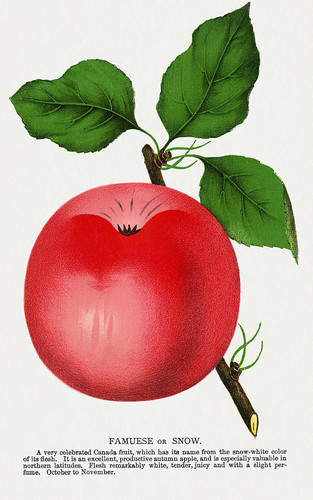 Спелое красное яблоко - иллюстрация из Ботанической Энциклопедии