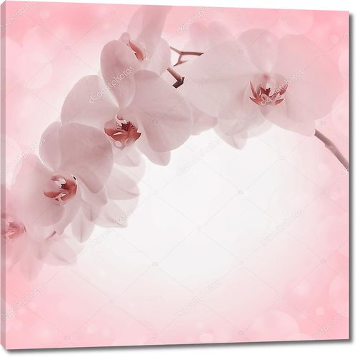 Розовый фон с цветками орхидеи