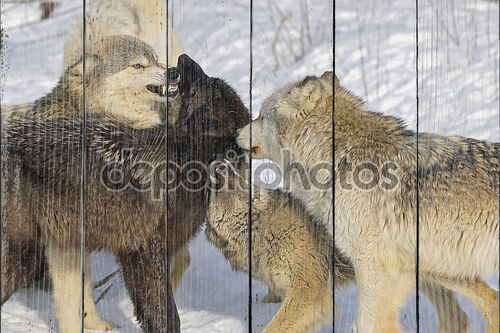 волки взаимодействующих