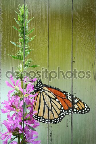 Кормление бабочка монарх