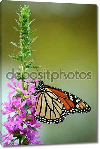 Кормление бабочка монарх
