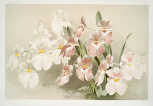 Из коллекции орхидей Райхенбахии XXXVI