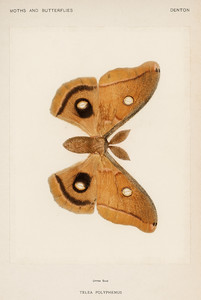 Мотылек Полифемуса  из коллекции мотыльков и бабочек Соединенных Штатов Шермана Дентона