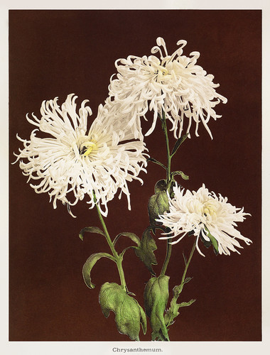 Коллотипия - хризантемы белые
