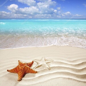 Карибский тропический пляж белого песка звезды оболочка