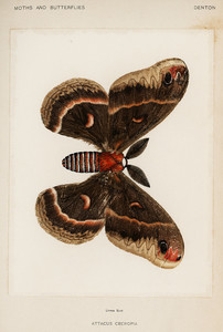 Моль Кекропия из коллекции мотыльков и бабочек Соединенных Штатов Шермана Дентона