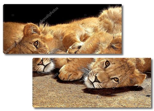 Два ленивые молодые львы
