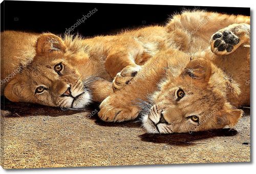 Два ленивые молодые львы