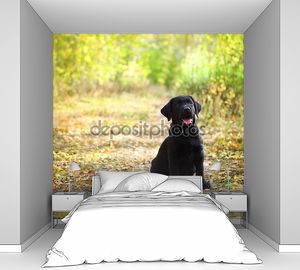 Черный лабрадор ретривер щенок