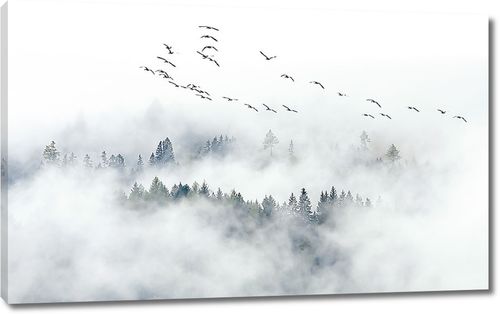 Птицы на туманным лесом
