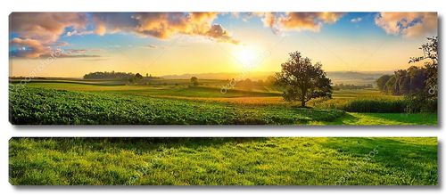 Спокойный панорамный сельский пейзаж ранним летним утром после восхода солнца, с деревом на зеленом мясе и разноцветными облаками в золотом и голубом небе