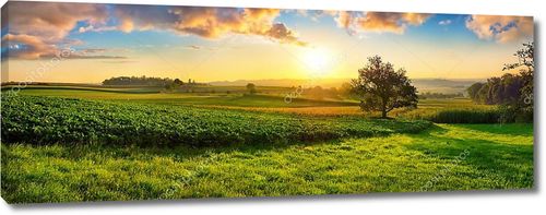 Спокойный панорамный сельский пейзаж ранним летним утром после восхода солнца, с деревом на зеленом мясе и разноцветными облаками в золотом и голубом небе