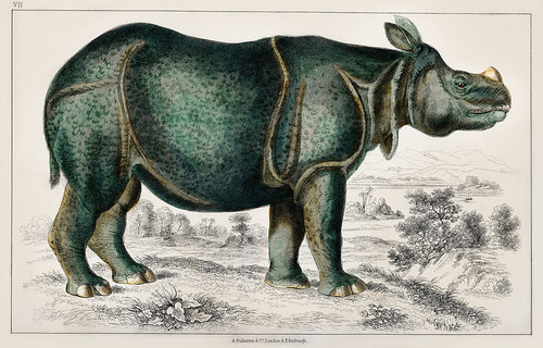 Носорог из истории земли и одушевленной природы Оливера Голдсмита