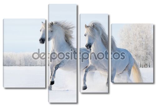 Два белых лошадей галопом по снегу поля