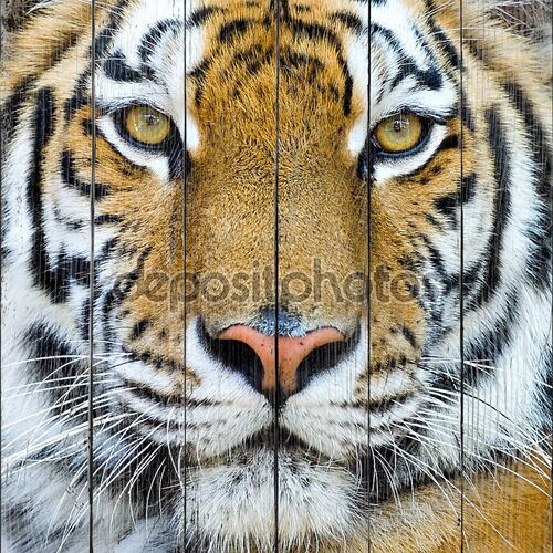 Красивый Тигр детеныш крупным планом вид грозным