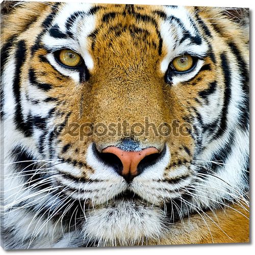 Красивый Тигр детеныш крупным планом вид грозным