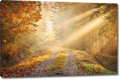 Утренняя дорога в осеннем лесу