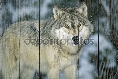 Серый старый волк