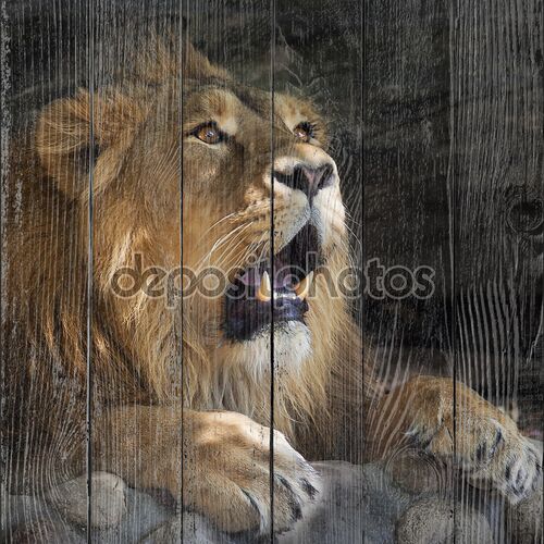 Очень удивлен Азиатский лев с открытым ртом. Головы и могучие лапы лежа царь зверей.
