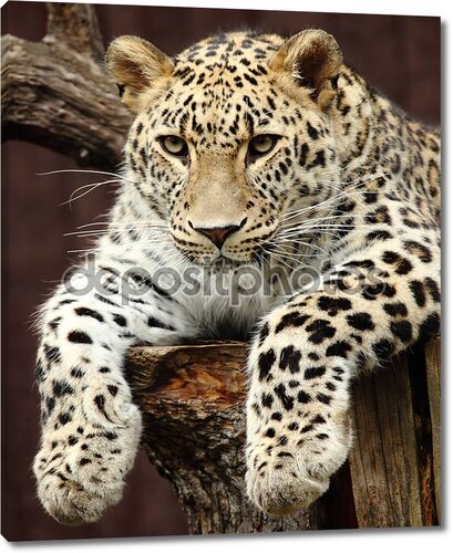 Светлый леопард на дереве
