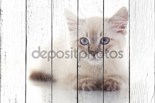 Портрет сибирского котенка