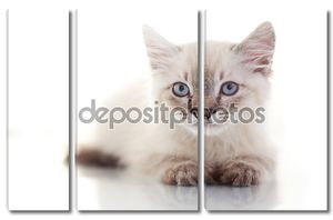 Портрет сибирского котенка