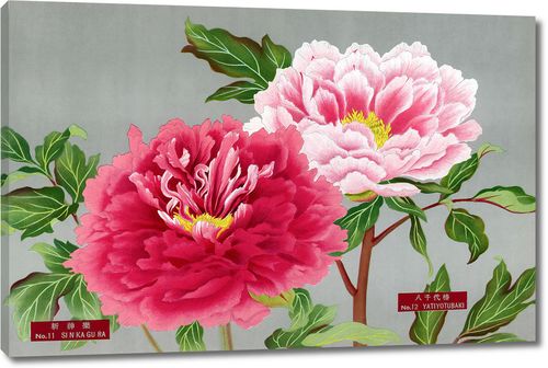 Цветы пиона в темно и светло розовых тонах из Книги пионов префектуры Ниигата, Япония